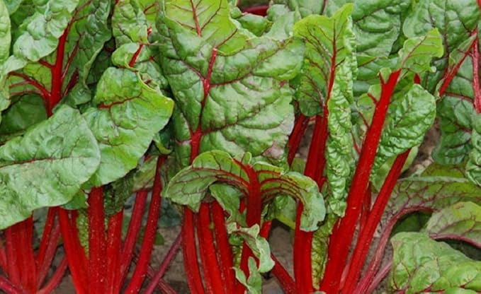 Swiss Chard Rhubarb Seeds,50 Count COOL BEANS N SPROUTS Brand. Heirloom. Non-GMO. Home Gardening.