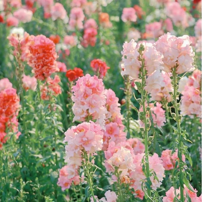 Mix Snapdragon Seeds for Planting, 200pcs Garden Snapdragon Perennial Flower Seeds Rare Flower Plants, Non-GMO Heirloom Beauty Flowers Home Garden for Outdoors