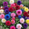 200 Mixed Color Dahlia Seeds for Planting