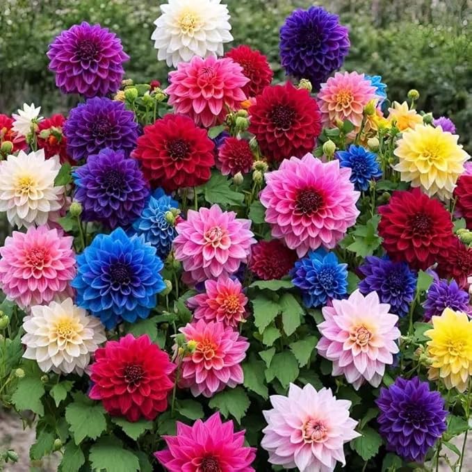 200 Mixed Color Dahlia Seeds for Planting