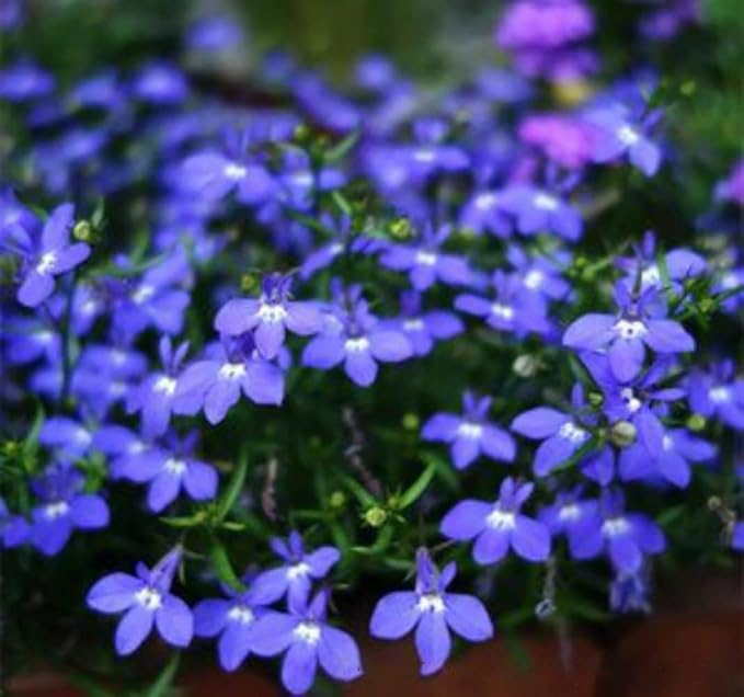 1000+ Blue Creeping Thyme Seeds for Planting Perennial Landscaping Ground Cover Non-GMO Ficoszo serphyllum Thyme
