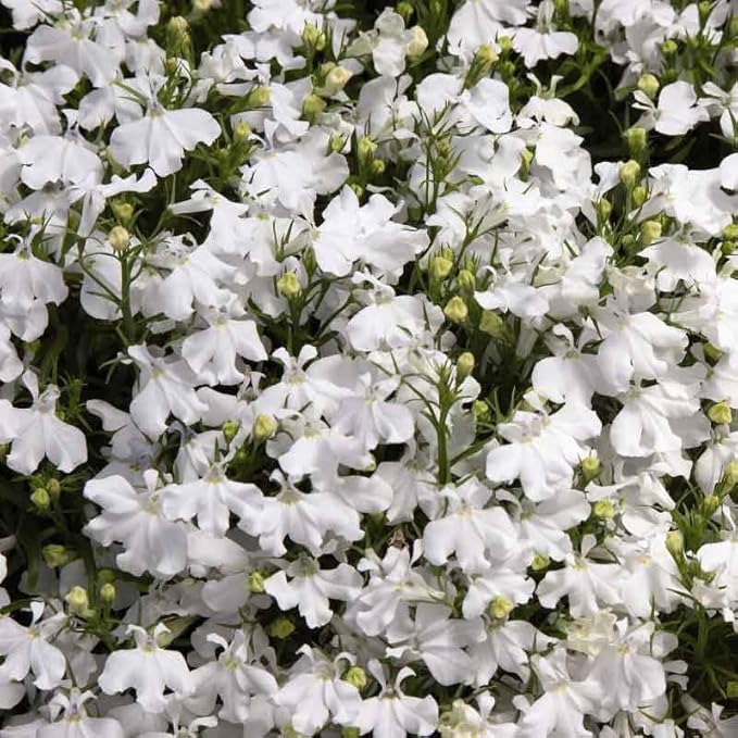 Eden Brothers Lobelia Seeds - Palace White