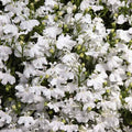 Eden Brothers Lobelia Seeds - Palace White