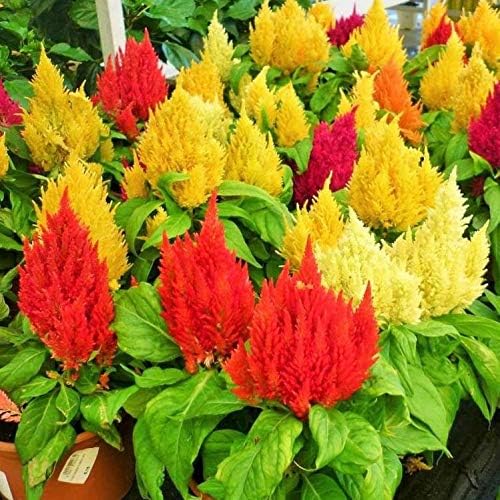 22Day Seeds: Seeds Plumed Cockscomb Mix/Celosia/Includes Variety Crested West Indian Toreador/Annual Flowers
