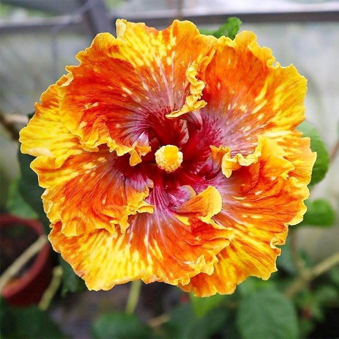 200 PCS Hibiscus Flower Seeds Mixed Vibrant Colors - Hardy Tropical Perennial Ornamental Plants, Easy Growing, Long Blooming, Ideal for Garden Planting, Landscaping, Borders & Outdoor Home Decor