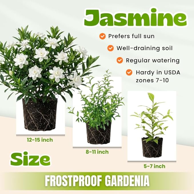 2 Maid of Orleans Jasmine Plants 4–8 Inch, Live Fragrant Jasmine Flowering Vine, Sweet Scented Blooms, Easy Care Indoor or Outdoor