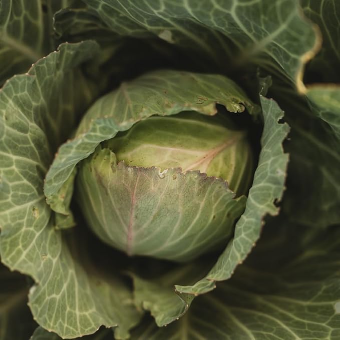 Copenhagen Market Cabbage - 100 Seeds - Heirloom & Open-Pollinated Variety, Non-GMO Vegetable Seeds for Planting Outdoors in The Home Garden, Thresh Seed Company