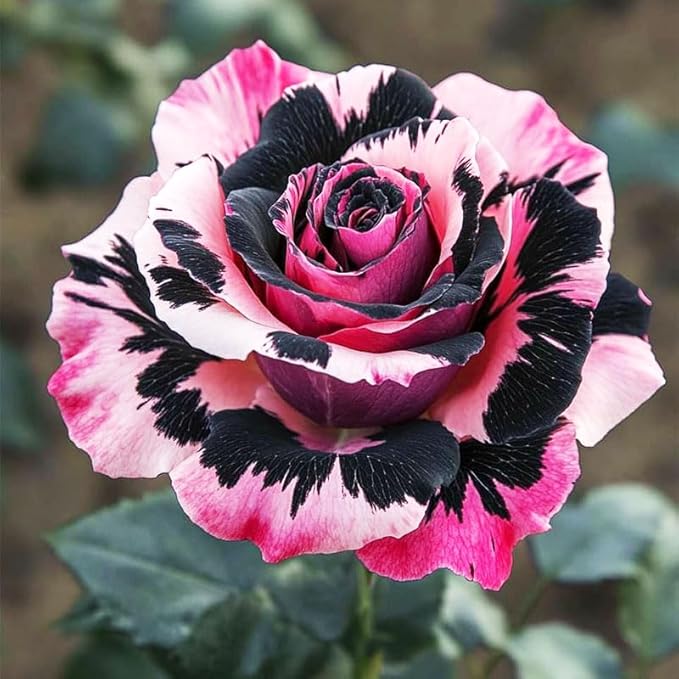 285+ Mixed Double Rose Seeds for Planting - Portulaca Grandiflora, Heat/Drought-Tolerant Explosive Blooms, Ideal for Gardens & Containers, Flower Seeds
