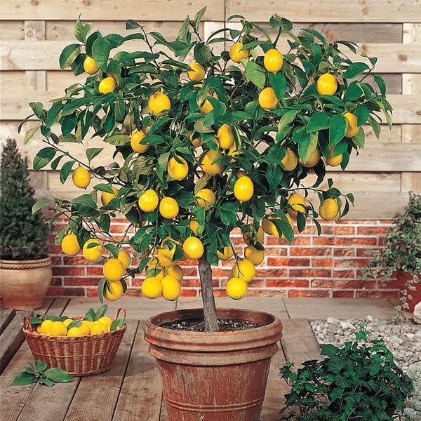 Gardenera's Premium Lemon Tree Soil Mix - Perfect Drainage and Nutrient Retention for Citrus Limon Trees - 4 Quart