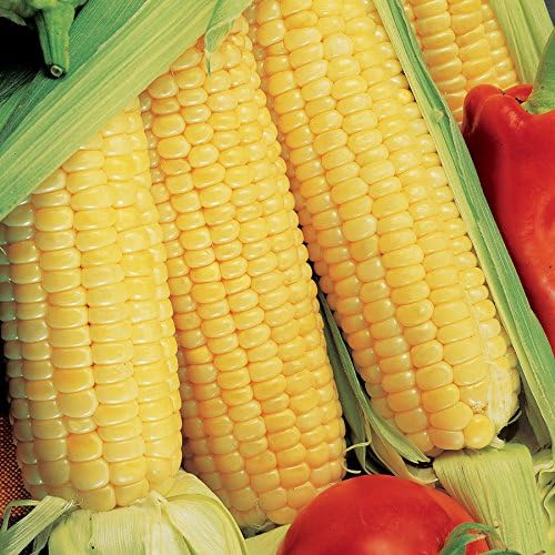 Park Seed Variety of Corn Seeds, Non-GMO Vegetable Seeds for Planting, Easy to Grow, Perfect for Harvesting, Sugar Buns Hybrid, Pack of 200