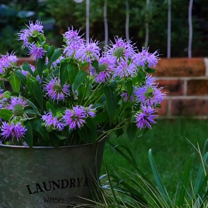 Bee Balm Seeds for Planting, 500pcs Ornamental Bee Balm Perennial Flower Seeds Non-GMO Heirloom Rare Cut Flower Plants, Open Pollinated Beauty Home Garden for Outdoors