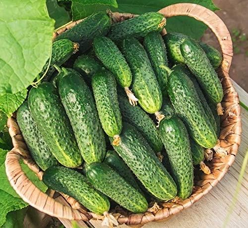40+ Seeds Cucumber Wisconsin Gherkin - Vegetable Open-Pollinated