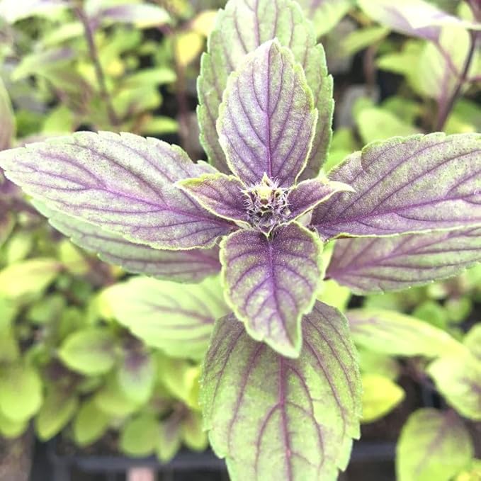 African Blue Basil Live Plants, 4 Plants from 3'' Tall, 2 Plants per Pot, Basil Live Plants