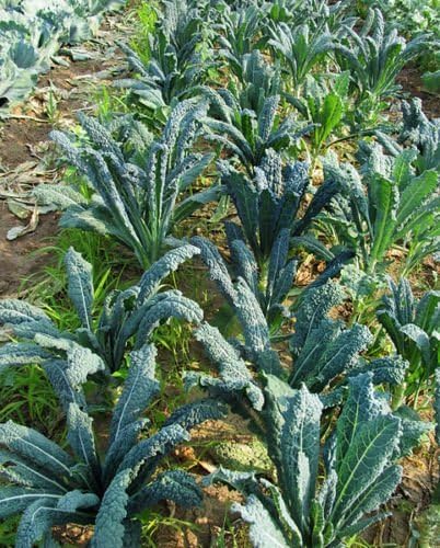 Kale Lacinato (AKA Dinosaur or Tuscan) Great Heirloom Vegetable 30,000 Seeds