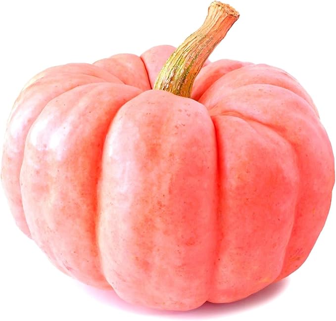 Pumpkin Seeds for Planting (10 Seeds) - Exotic and Hard to Find Pumpkin, Squash and Gourd Seeds - Vegetable Garden Seeds (Pink Pumpkins)