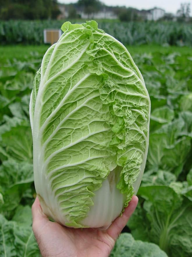 Seeds Napa - Chinese Cabbage - Heirloom Vegetable - GMO Free