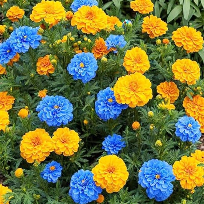 300+ Mixed Marigold Seeds for Planting-French Marigold Flower Seed to Plant-Annual Flowers Non-GMO Heirloom Seeds-Open Pollinated
