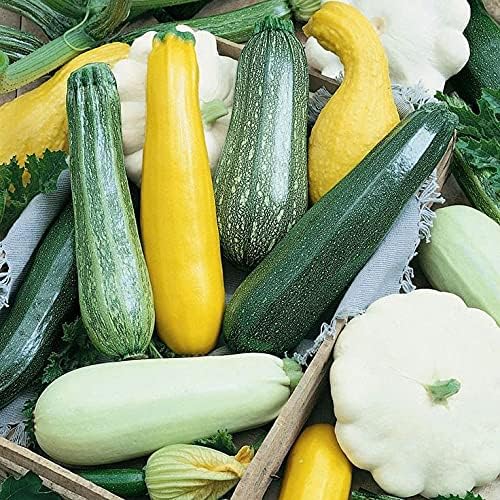 NIKA SEEDS - Seeds Vegetable Zucchini Summer Mix - 30 Seeds