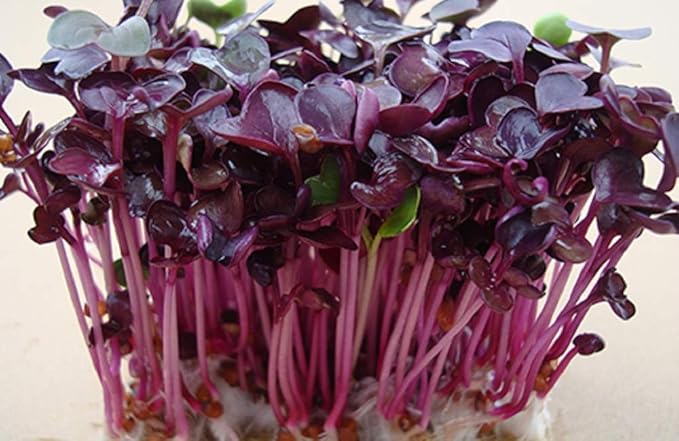 Rambo Radish Sprouting Seed, Non GMO - 2 oz - Country Creek Brand - Rambo Radish Sprouts, Garden Planting, Cooking, Soup, Emergency Food Storage, Vegetable Gardening, Juicing, Cover Crop