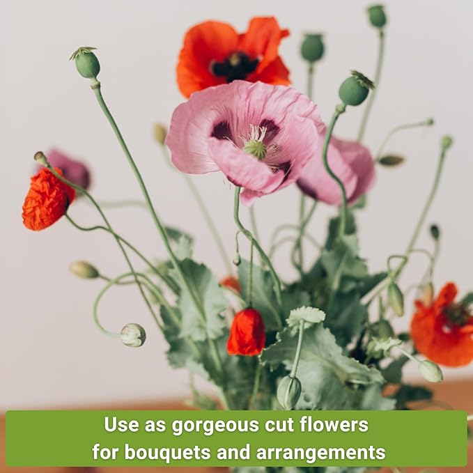 Sow Right Seeds - Poppy Flower Seeds Collection for Planting - Corn, Oriental, American Legion - Non-GMO Heirloom Varieties to Plant & Grow a Beautiful Garden - Perfect for Wildflower Cottage Garden