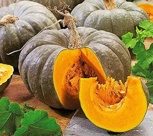NIKA SEEDS - Seeds Vegetable Pumpkin Pumpkin East (Cucurbita Maxima) - 5 Seeds
