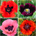 10000+ Perennial Mixed Poppy Flower Seeds for Planting Outdoors-Double Mixture Poppy Garden Non-GMO Heirloom