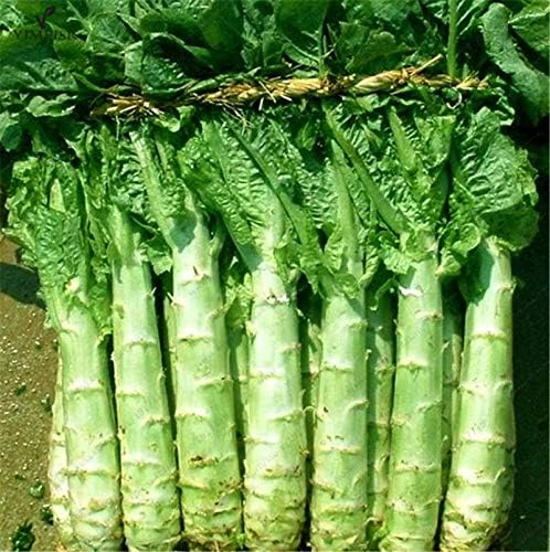 Seeds Asparagus Lettuce Celtuce - 65 Days for Salad - Heirloom Vegetable - GMO Free
