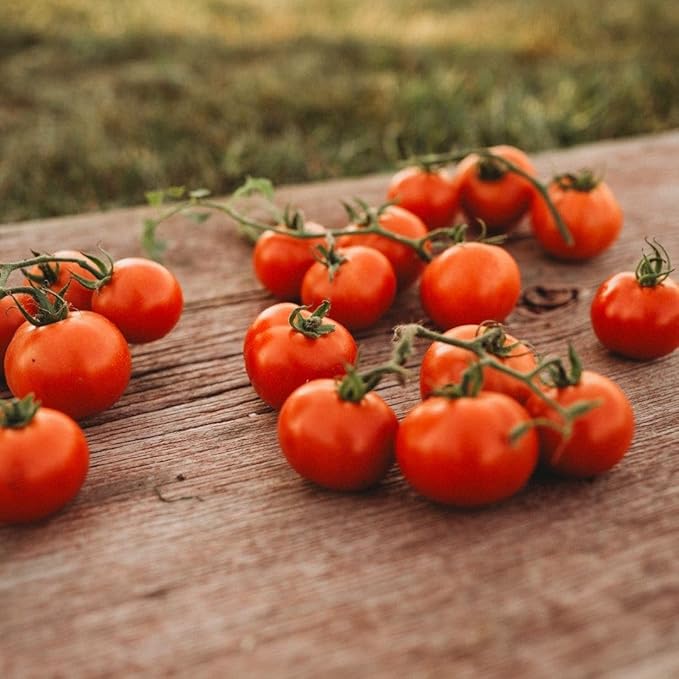 Glasnost Siberian Tomato - 50 Seeds - Russian Heirloom Variety, Flavorful Red Tomatoes, Non-GMO Heirloom Vine Tomato Seeds for Planting in The Home Garden, Thresh Seed Company