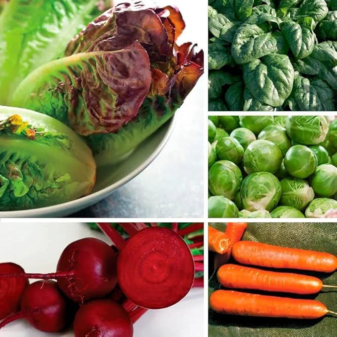 Park Seed Cool Season Vegetable Seed Collection – Non-GMO Fall Garden Kit with Beet, Carrot, Spinach, Lettuce, Kohlrabi & Mini Romaine Blend – Cold Hardy Varieties, Total of 725 Seeds