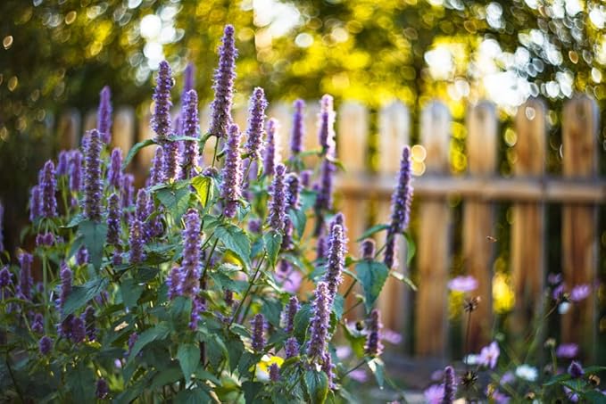 Anise Hyssop Seeds (Agastache foeniculum) – 500+ Non-GMO Heirloom Herb & Flower Seeds for Planting, Fragrant Licorice Mint Wildflower, Attracts Bees & Butterflies, by Isla’s Garden Seeds, Gift Idea