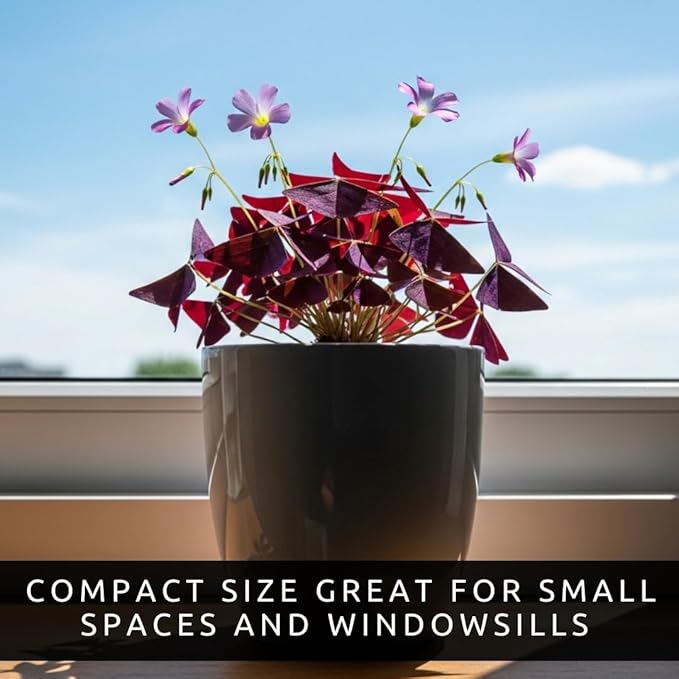 Oxalis Triangularis Bulbs - Purple Shamrock Bulbs - Good Luck Plant - Fast Growing Year Round Color Indoors or Outdoors - Oxalis Shamrock Bulbs - (10 Bulbs)