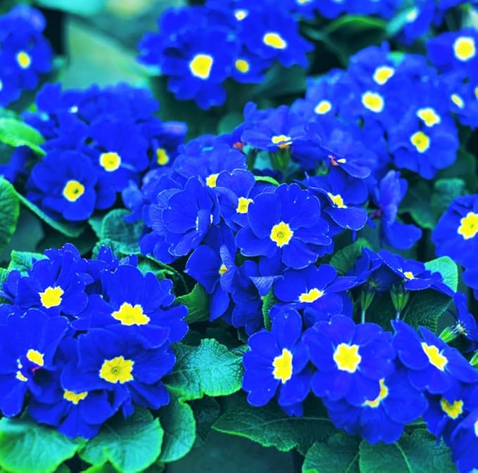 200+Mixed Primrose Primula Flower Seeds to Plant Outdoor-Perennial Primula Malacoides Seeds for Planting Non-GMO Heirloom