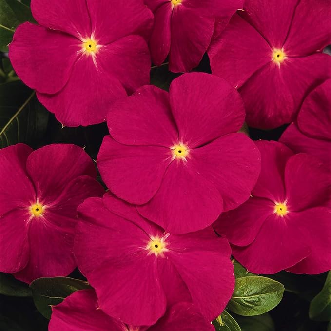 Outsidepride Rose Periwinkle Seeds for Planting – 4000 Pcs Annual, Fast-Blooming, Heat & Drought Tolerant Vinca Flower Seeds with Vibrant Colors Ideal for Gardens, Beds, Borders & Containers