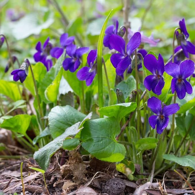 Mixrug 1000+ Viola Seeds -Sweet Violet Flower Seeds for Planting Outdoors,Perennial Viola Violets Flower Seed Non-GMO Fragrant Attract Butterflies & Open Pollinated for Home Garden