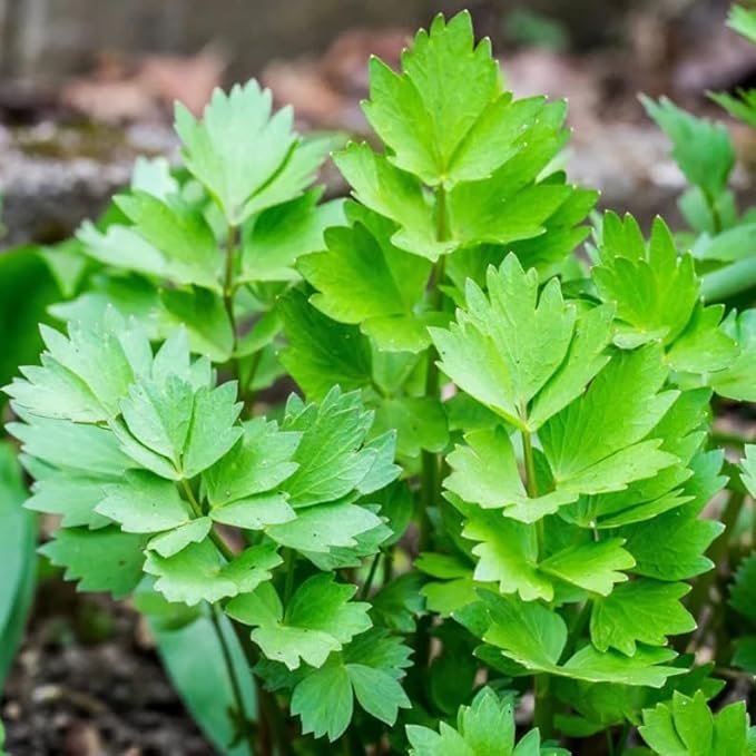 400 Lovage Seeds | Levisticum officinalis European Magnus Celery Parsley Non GMO Heirloom Herbs Herb Garden Vegetable Seed
