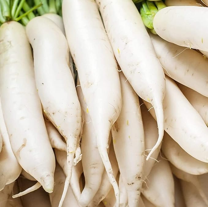 Todd's Seeds Japanese Minowase (Daikon) Radish Heirloom Seed - 10g Packet