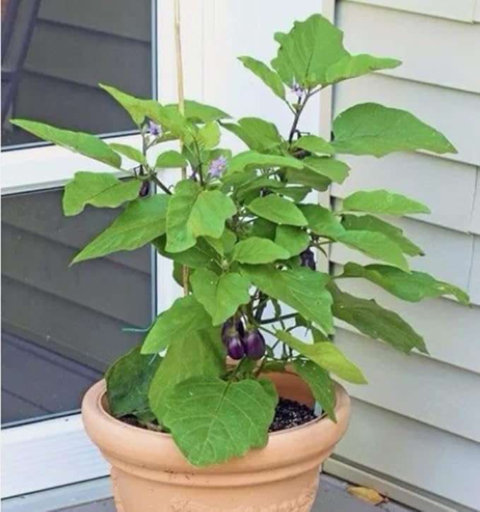 50PCS Dwarf Eggplant Seeds Patio Container Eggplant Vegetable Seeds
