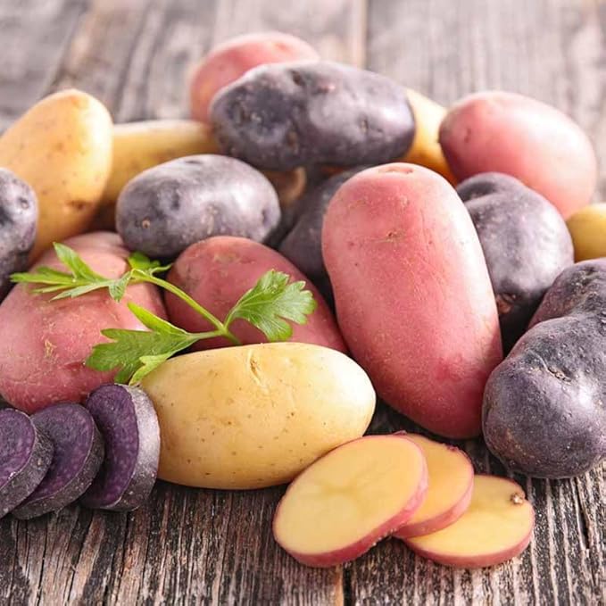 60 Mixed Color Potato Seeds for Growing Outdoors, True Potato Seeds, Red Yellow Purple