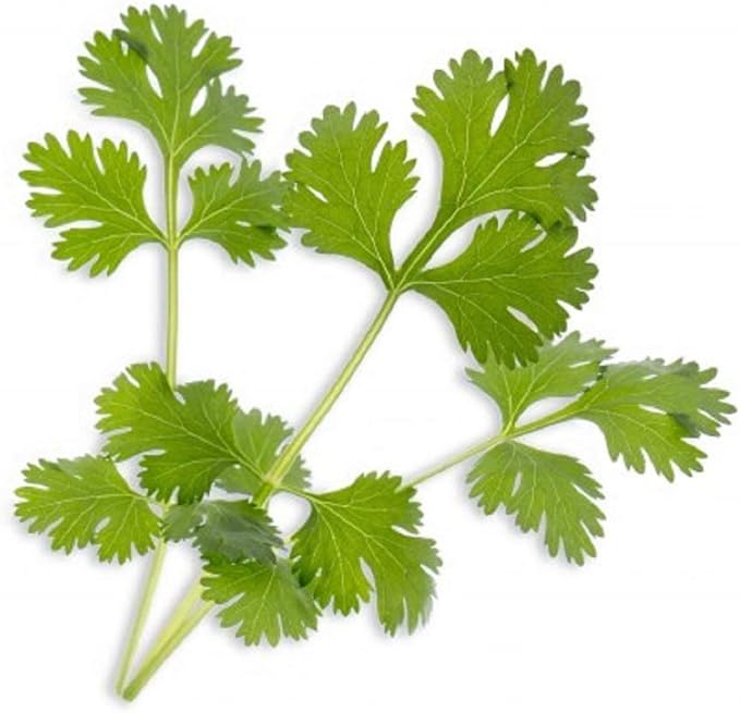 Cilantro Seed for Microgreen Seed Sprouting and Home Gardening. 6 Ounce COOL BEANS n SPROUTS Brand, All Seeds are from The U.S