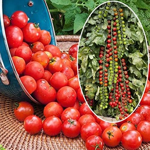 NIKA SEEDS - Seeds Vegetable Red Vine Tomato - 50 Seeds