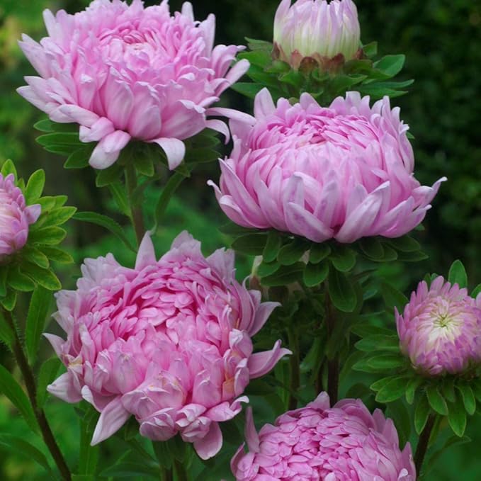 Outsidepride Paeony Aster Seeds - 2,000 Pcs Annual, Hardy & Pollinator Friendly Flower Seeds for Planting Vibrant Double Incurved Coral-Rose Petals, Ideal for Meadows & Aesthetic Gardens