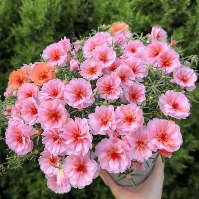 Double Moss Rose Seeds for Planting, 10000pcs Rare Portulaca Grandiflora Rose Flower Seeds, Heirloom Non-GMO Ground Cover Home Garden Flowers for Outdoors
