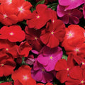 Park Seed Pacifica XP Mix Hybrid Vinca Seeds - Pack of 250 Seeds, Vibrant Mix of Colors, Heat and Drought Tolerant, Perfect for Containers, Ground Cover, and Garden Borders