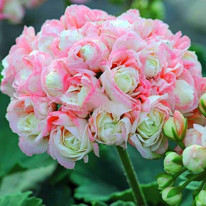 20+ Mixed Perennial Geranium Seeds for Planting-Hardy Double Geraniums Seeds Flower,Non-GMO Heirloom for Home Garden Outdoor