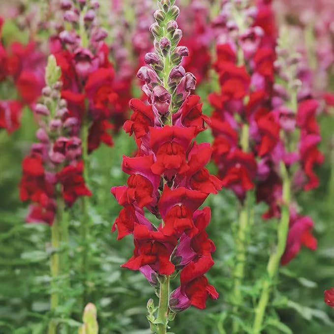 100+Mix Snapdragon Flower Seeds for Planting Outdoor-Growing Snapdragons in Your Cut Flower Garden