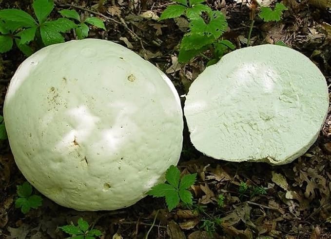 KIRA SEEDS - Giant Puffball Mushrooms Spores - Heirloom - GMO Free