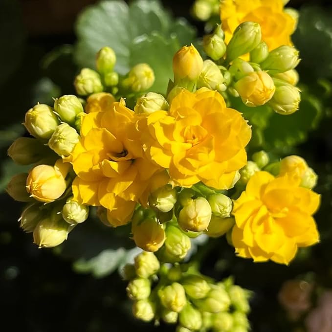 1000+ Kalanchoe Flower Seeds for Planting, Perennial Kalanchoe Flower Seed, Non-GMO Heirloom Rare Limonium Statice Flower Seeds for Home Garden