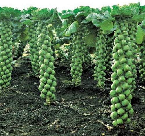 Seeds Brussels Sprouts Cabbage Green Indoor Heirloom Vegetable Non GMO