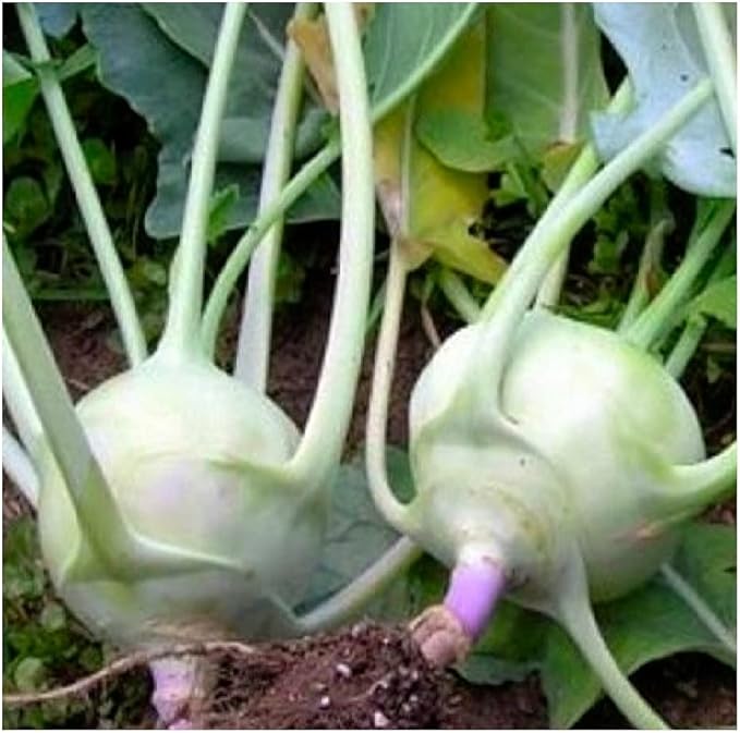 300 Early White Vienna Kohlrabi Seeds for Planting Non GMO Heirloom Seeds Instant Latch Fresh Garden Seed
