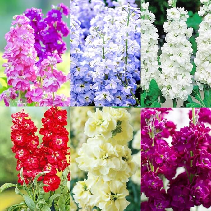 300+Annual Matthiola Stock Flower Seed for Planting Outdoor-Mixed Matthiola Incana Flower Plant for Garden Home Non-GMO